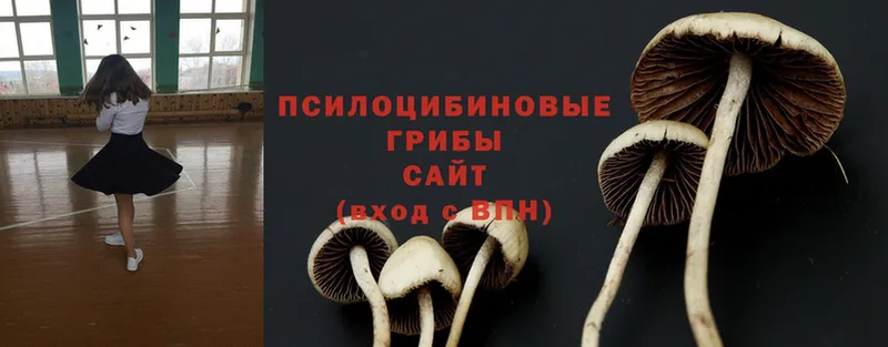 Псилоцибиновые грибы Psilocybe  Бавлы 